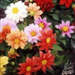 early bird semi double flowered dwarf dahlia seeds