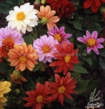 early bird semi double flowered dwarf dahlia seeds