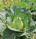 early jersey cabbage seeds