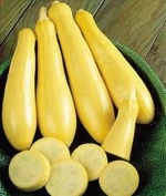 early prolific summer squash seeds