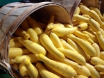 early prolific summer squash seeds