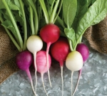 easter egg radish seeds