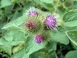 edible burdock seeds