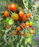 elf f1 heat resistant cherry tomato seeds