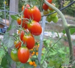elf f1 heat resistant cherry tomato seeds