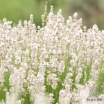 ellagance snow lavender seeds