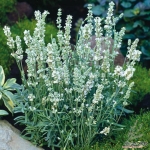ellagance snow lavender seeds