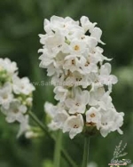 ellagance snow lavender seeds