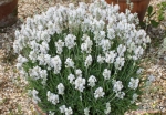 ellagance snow lavender seeds