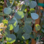 red box eucalyptus polyanthemos seeds
