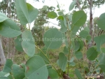 red box eucalyptus polyanthemos seeds
