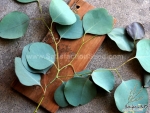 red box eucalyptus polyanthemos seeds