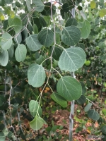 red box eucalyptus polyanthemos seeds