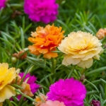 extra double mix moss rose seeds
