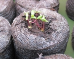 extra double mix moss rose seeds