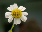 feverfew seeds