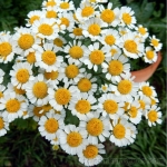 feverfew seeds