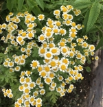 feverfew seeds