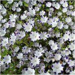 five spot nemophila seeds