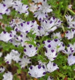 five spot nemophila seeds