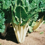 fordhook giant swiss chard seeds