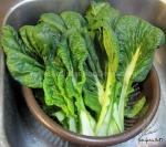 fordhook giant swiss chard seeds