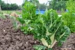 fordhook giant swiss chard seeds