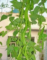 four angled dragon bean seeds