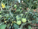 four seasons cherry tomato seeds