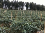 four seasons cherry tomato seeds