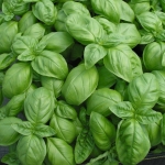 genovese basil seeds
