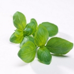 genovese basil seeds