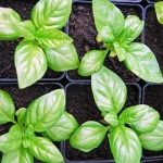 genovese basil seeds