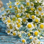 german chamomile seeds