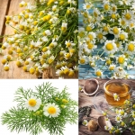 german chamomile seeds