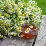 german chamomile seeds