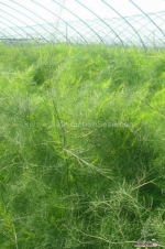 goliath f1 asparagus seeds