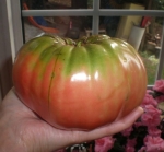 giant belgium tomato seeds