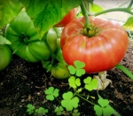 giant belgium tomato seeds