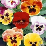 giant flowered aalsmeer pansy seeds