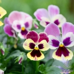 giant flowered aalsmeer pansy seeds