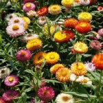 giant flowered mix strawflower seeds