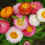 giant flowered mix strawflower seeds