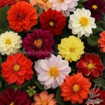 giant flowered showpiece mix dahlia seeds