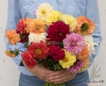 giant flowered showpiece mix dahlia seeds