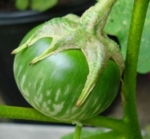 cambodia giant round african eggplant seeds