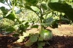 cambodia giant round african eggplant seeds