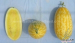 gold in gold f1 watermelon seeds
