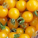 golden gem f1 tomato seeds
