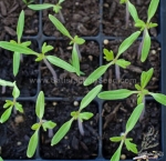 golden gem f1 tomato seeds